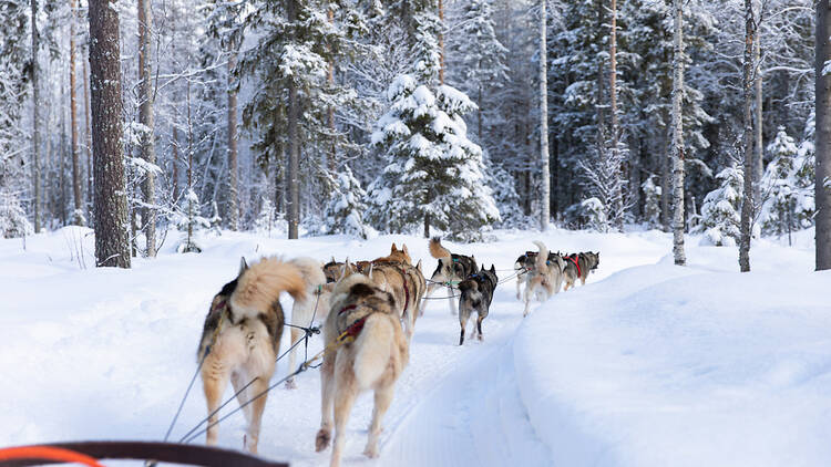 Siberian huskies pulling sled in Rovaniemi, Finland