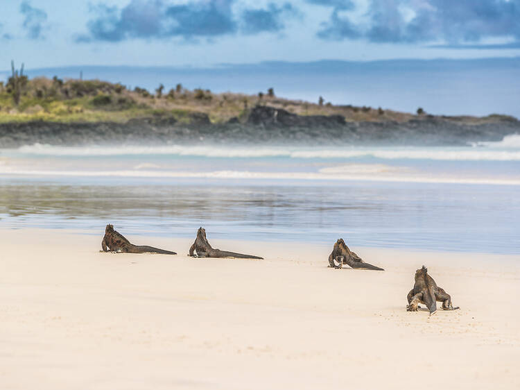 Tortuga Bay | Santa Cruz, Galápagos Islands