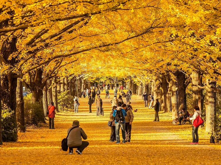 11 best parks, gardens and streets to see the autumn leaves in Tokyo