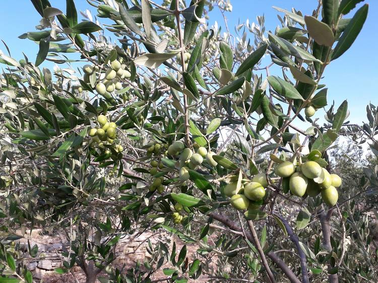 Istria celebrates another successful year in olive oil