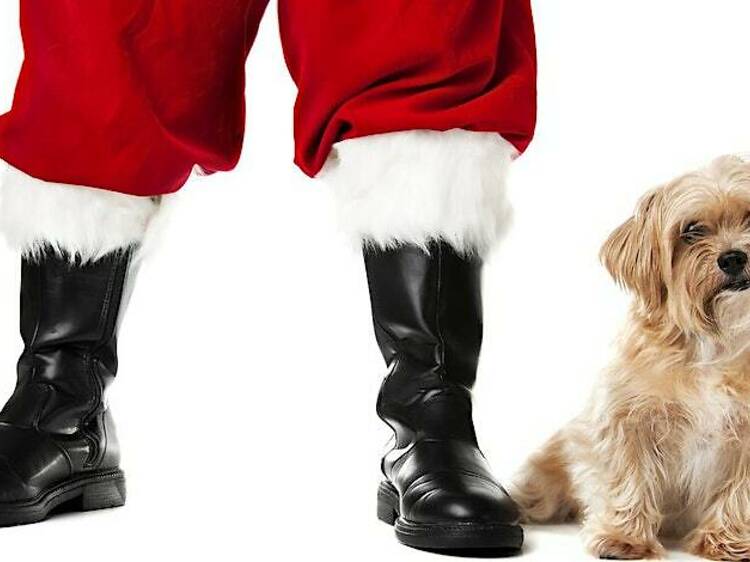 Colonnade Boston offering pictures with Santa for your pet