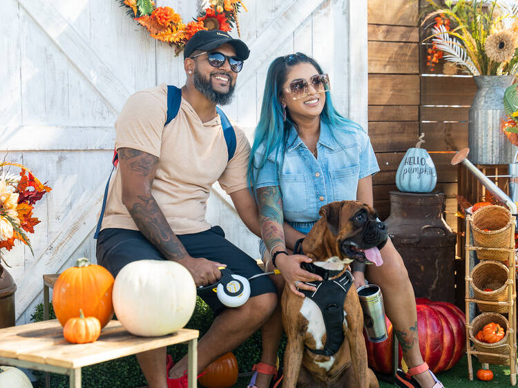 9 pumpkin patches in Miami for fall frolicking and seasonal photo ops